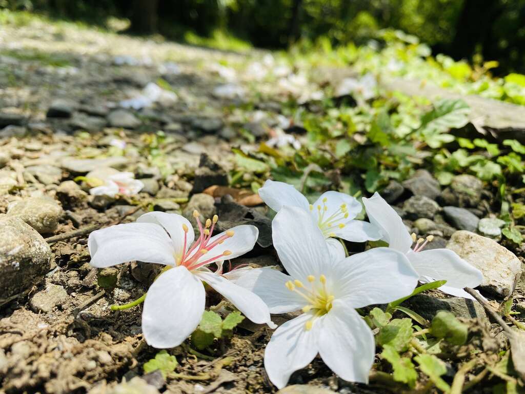 桐旅行趣｜桐花小旅行