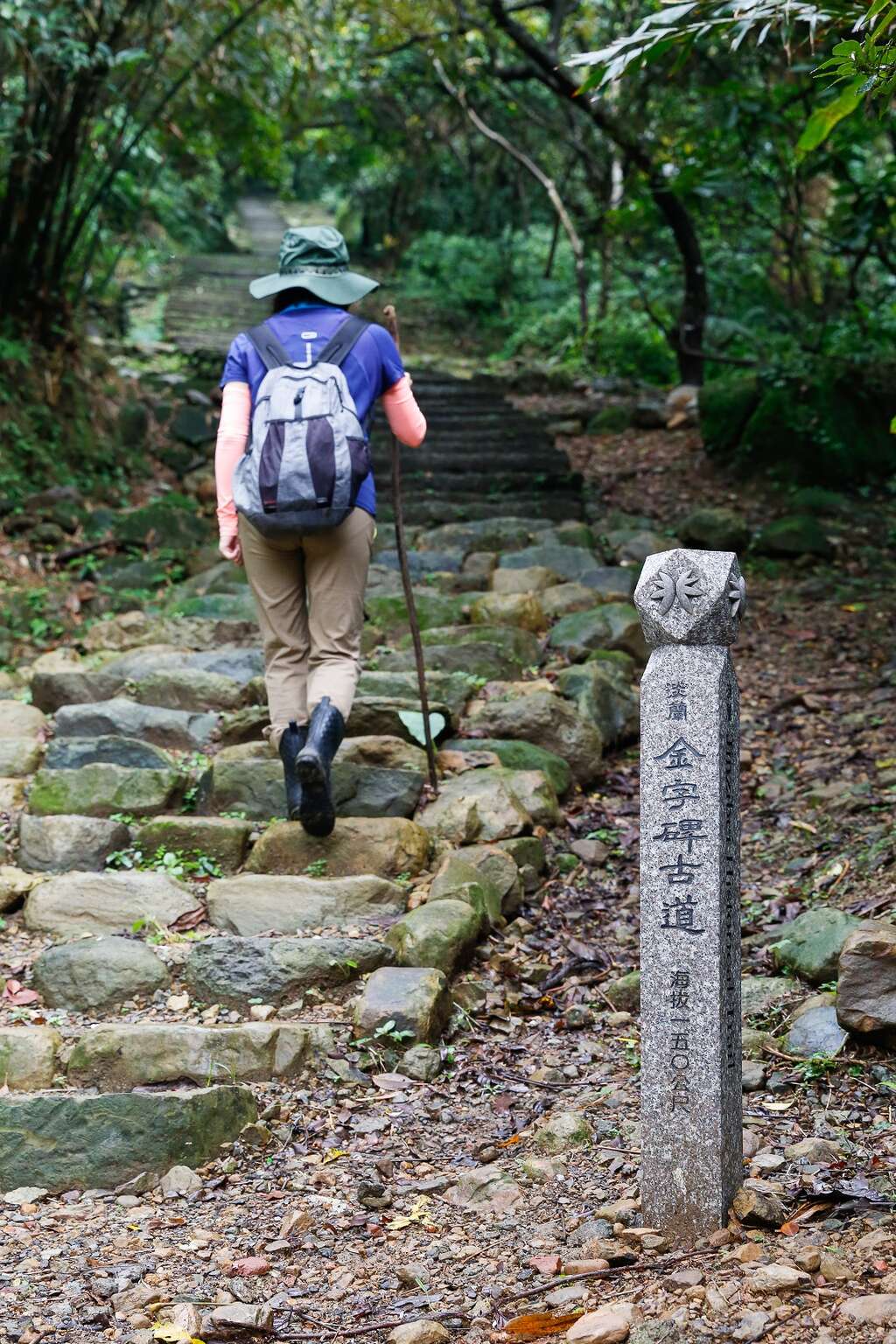 金字碑古道鬱鬱蔥蔥飽含芬多精