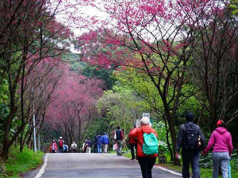 淡水滬尾櫻花大道宛如進入櫻桃紅的夢幻世界