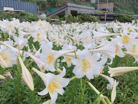 到青春山海线赏花，凭山依海挺立绽放的台湾百合。(图为龙洞湾海洋公园提供)