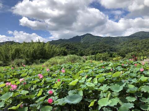 戀戀雙溪荷所在(雙溪區公所提供)