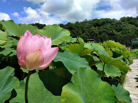 夏日荷花季開跑(雙溪區公所提供)