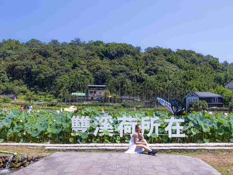 每年荷花盛開時，雙溪雙溪上林里荷花田總是吸引遊客前來賞花