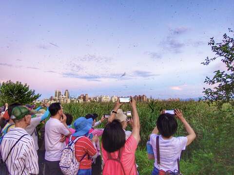 群燕上空急速盤旋秀一段最美的即興演出構成五股濕地夏季最壯觀的景象(疫情前拍攝)/新北市政府高灘地工程管理處