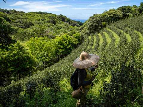 石門茶園採茶體驗