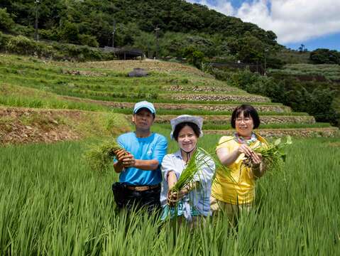 嵩山百年梯田農事體驗