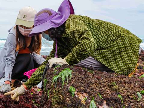 貢寮非常具特色的海女體驗，跟著海女阿嬤一起走訪海花園