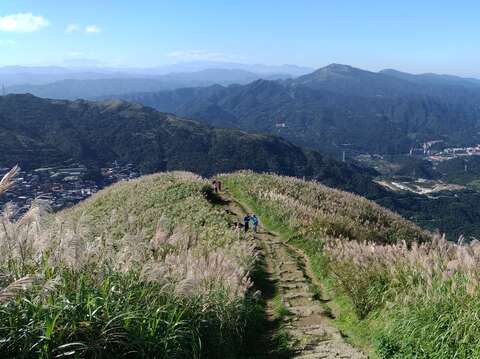 基隆山步道沿線滿布五節芒，蒼茫氣象令人讚嘆