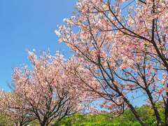 2023新北市三芝区樱花