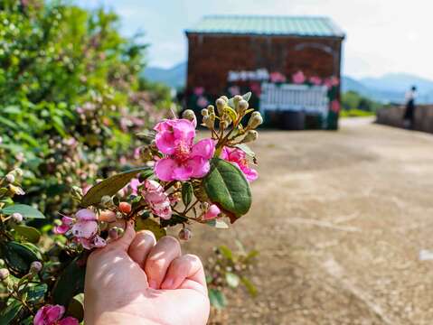 「萬金杜鵑花展」以萬里瑪鋉溪觀光公園、萬里觀光公園為花展會場，喜愛賞花的人不能錯過(照片為2021年資料照)