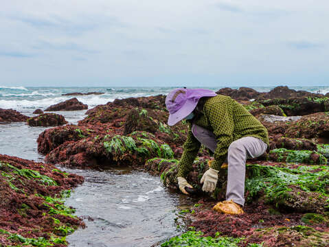 跟着海女在海蚀平台上探索潮间带各类生物，是春季的限定体验