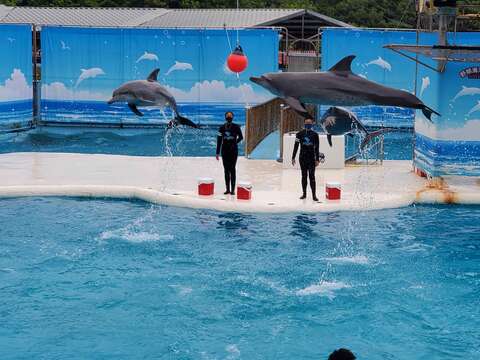 野柳海洋世界海豚表演秀，是北台湾可以近距离观察到海洋生物的观光游乐业