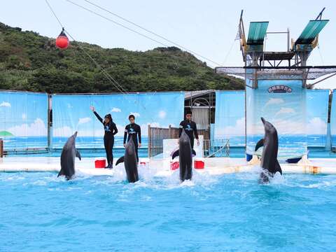 野柳海洋世界海豚表演秀，是北臺灣可以近距離觀察到海洋生物的觀光遊樂業。