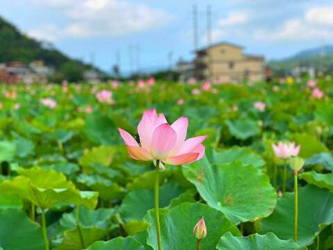 「戀戀雙溪荷所在」雙溪區上林里的荷花田荷花正盛開。(照片由雙溪區公所提供)