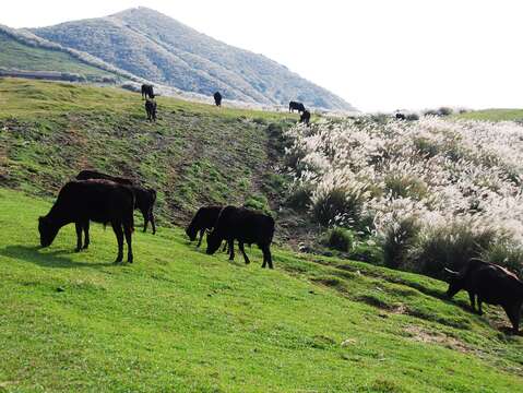 臺北擎天崗-地勢平坦、綠草如茵，是觀察草原景觀最佳的自然教室