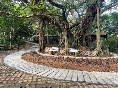 中和圆通寺步道「百年榕园」环境经过整地辟为民众游憩的活动空间，树干横生交错，树根缠绕纠结，绿荫森然。