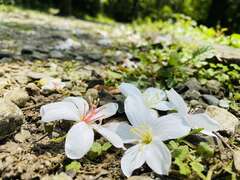 三芝桐花_圖片取自於新北市三芝區公所FB