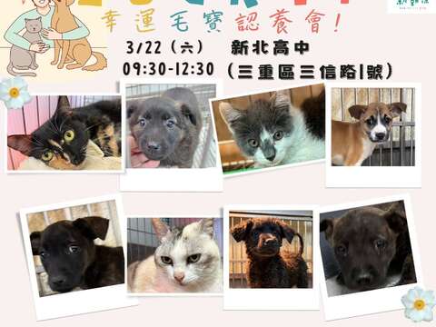 Lucky!幸運毛寶】認養活動_圖片取自新北市政府動物保護防疫處