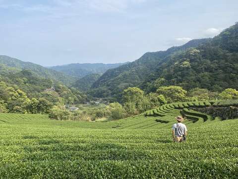 坪林优质好茶，暑假最佳消暑胜地