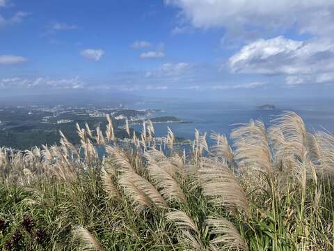 九份山城芒花隨風飛舞，與層疊山巒與海岸線交織成動人美景。