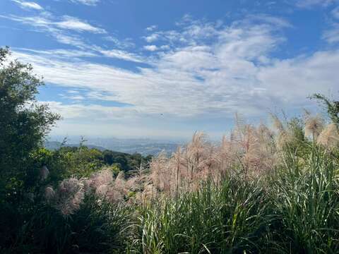 秋冬芒花盛开，山坡被柔白花穗铺满。