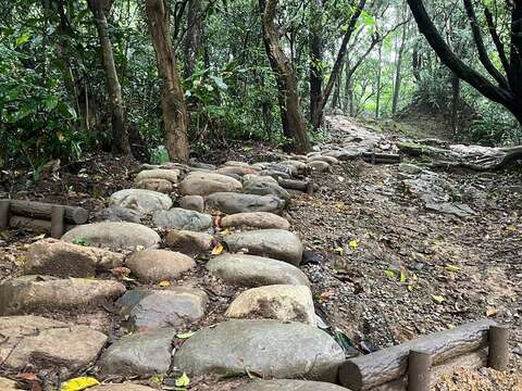 大栋山步道以既有木桩结合石块，保留自然原貌并维持良好排水，是体验山林生态与健行休憩的热门路段。
