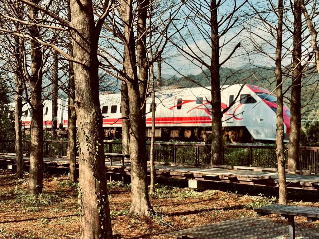 双溪牡丹落羽松秘境内近距离捕捉列车与落羽松交织画面