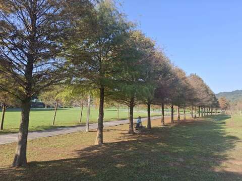 贡寮环保公园内动线平缓顺畅，落羽松林荫沿步道延伸，适合漫步或骑乘自行车穿梭其间