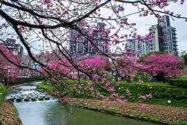 114年摄影比赛得奖照片-佳作_迎风任飘摇_汐止区公所提供