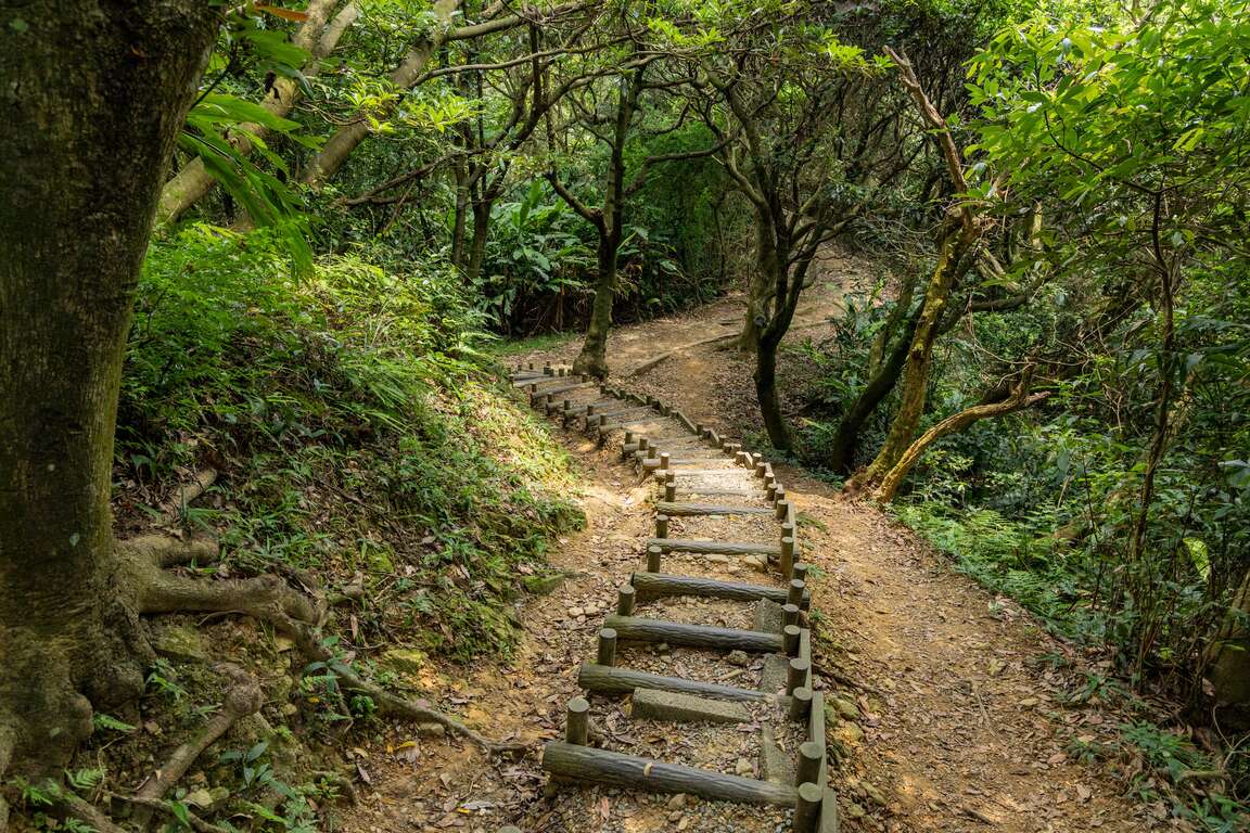 树林大栋山步道林相丰富、石阶错落，是新北市知名的小百岳路线。