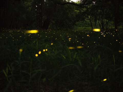 春夜和美山步道閃耀螢光
