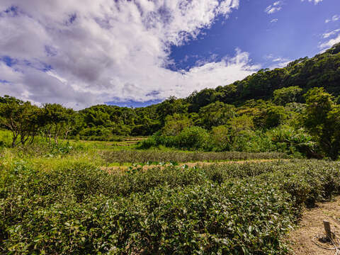 微风与茶香相互交融，走入茶山闻香去