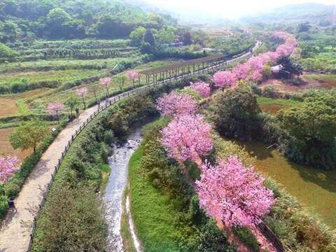 三生步道櫻花綻放如粉色長河，走在其中宛如踏入一場浪漫夢境。(2025年資料照片)