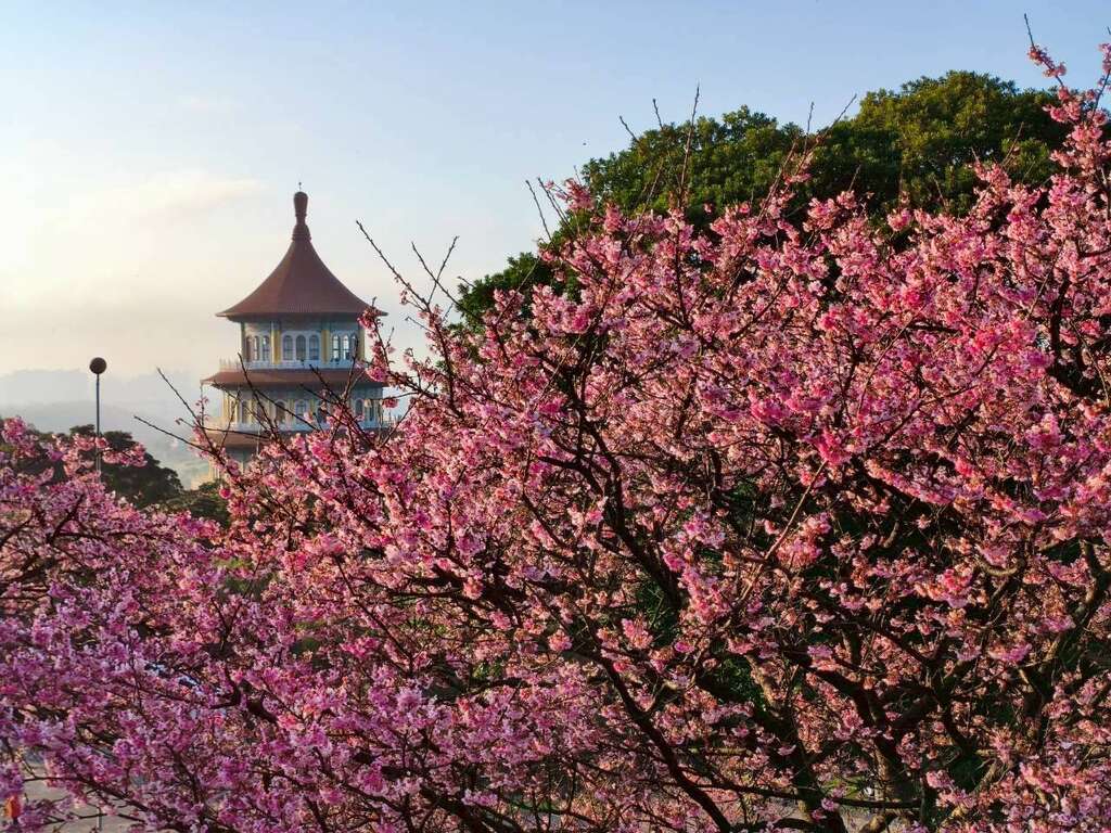 天元宮被滿山盛放的櫻花包圍，整座寺院沉浸在柔和的粉色花海中。