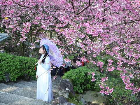 盛開的櫻花在階梯旁簇簇綻放，粉色花影隨風輕晃，為整條步道添上一抹柔美。