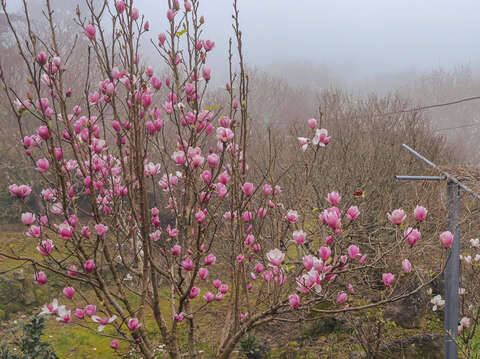 楓樹湖步道上，木蓮花在微風中輕輕綻放，為山林添上一抹靜美。