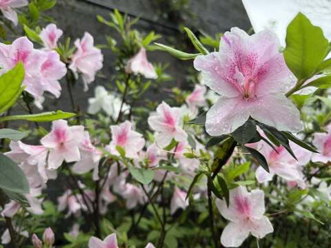 春天正是賞花好時節，櫻花、杜鵑花與油桐花陸續綻放，歡迎民眾走訪新北賞花、逛市集、聽音樂，享受春日悠閒時光。