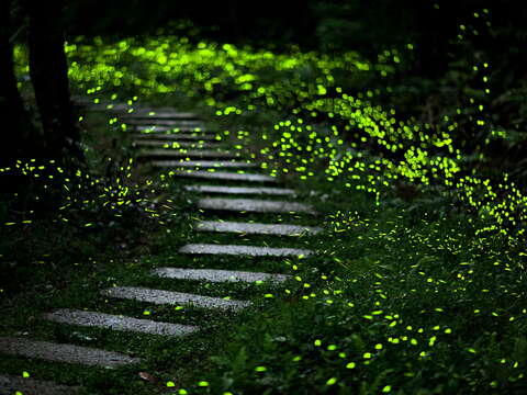 和美山步道成群螢火蟲圍繞，宛如流動的綠色星光(圖為資料照)
