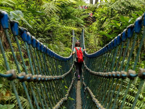 漫步土城桐花公園，沉浸綠意環繞的自然療癒空間(圖為資料照)