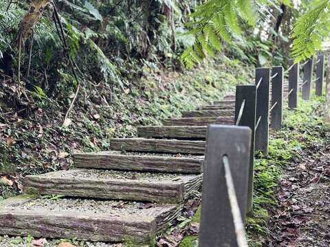 沿着桐花步道缓步而行，走进自然节奏，遇见山林里流动的乐音。