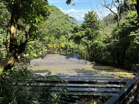 在土城桐花公园的山林舞台上，让音乐与风声交织，展开一场近山的感官飨宴