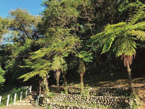 入口广场-砌石优化冲蚀边坡、保全珍贵笔筒树