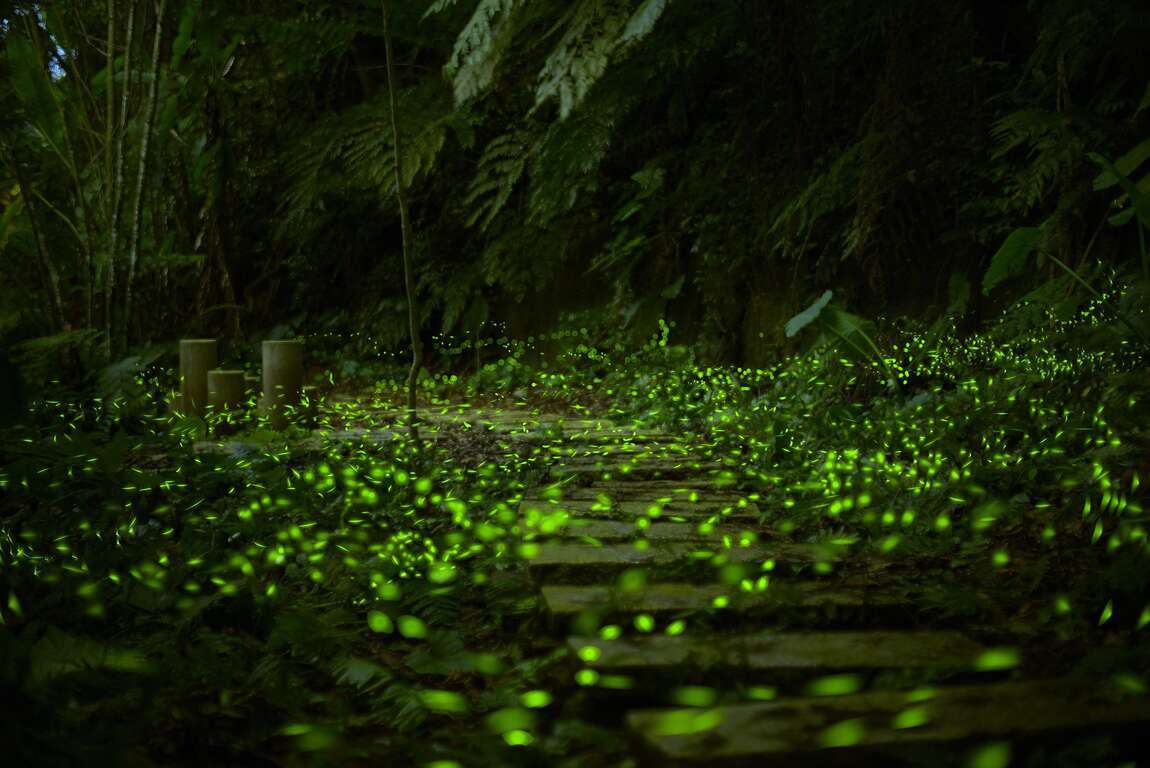 步道沿途螢火蟲點點飛舞，宛如星河灑落山林