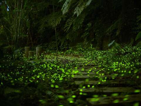 步道沿途螢火蟲點點飛舞，宛如星河灑落山林