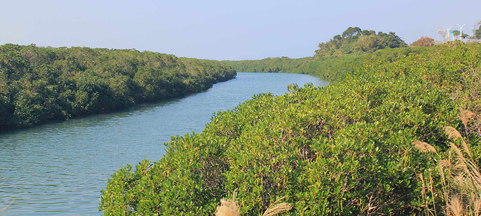 Tamsui River Mangrove (Hongshulin) Conservation Area