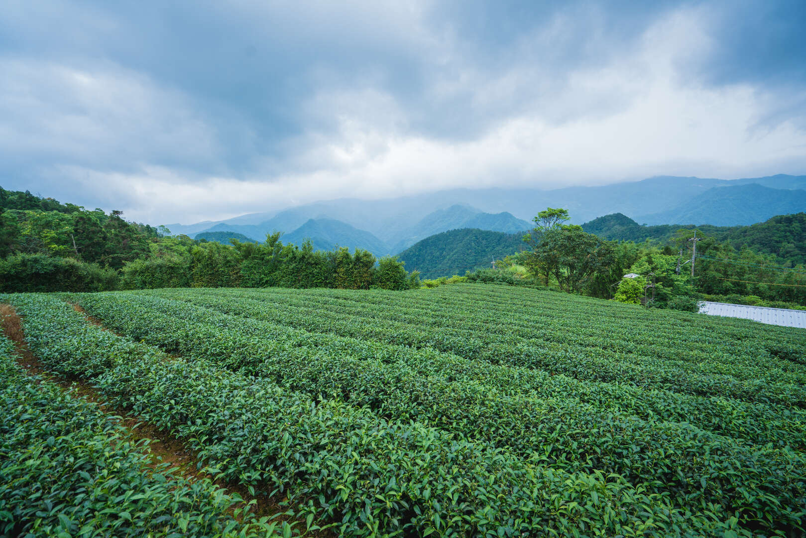 坪之乡自然生态茶园