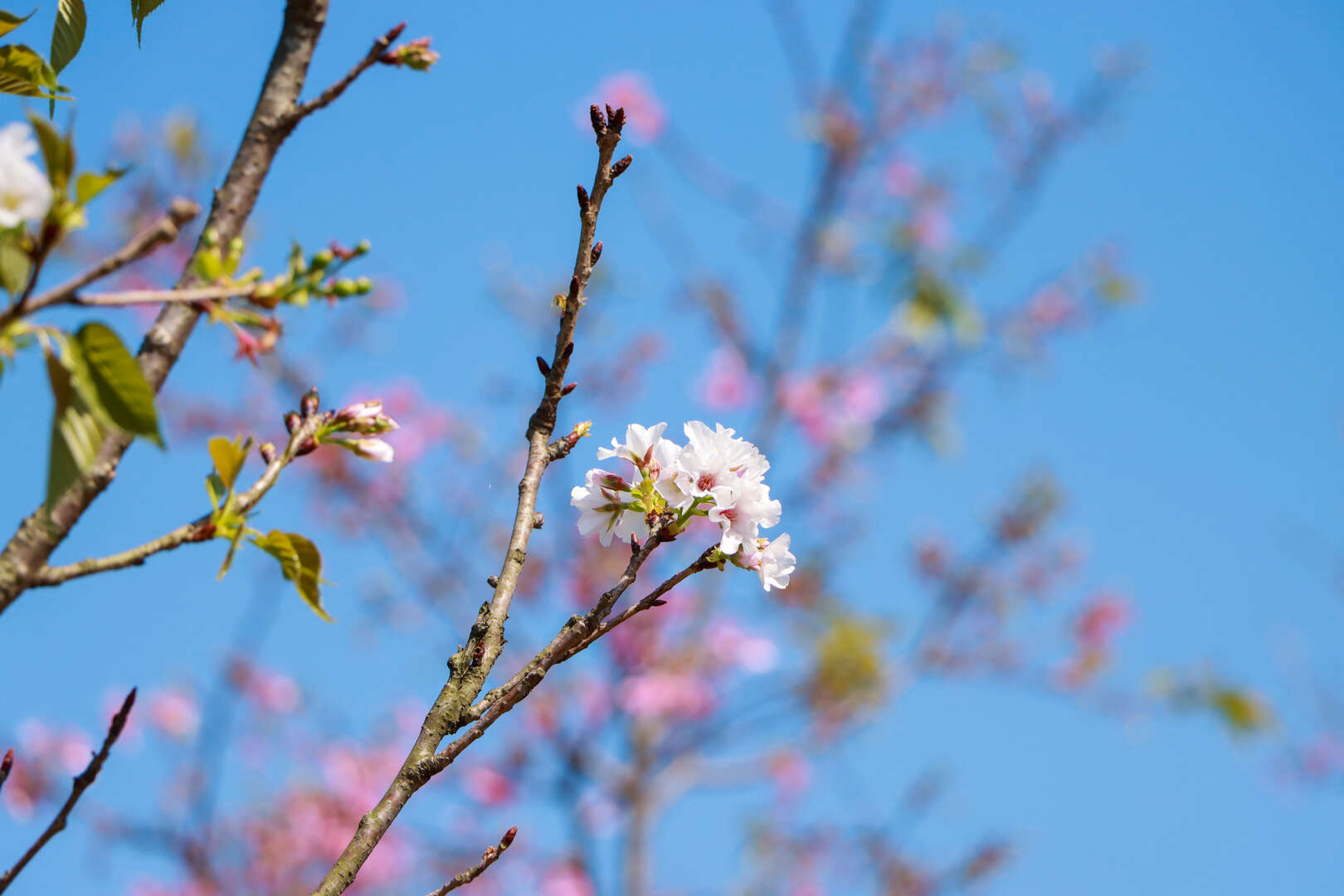 三芝三生步道