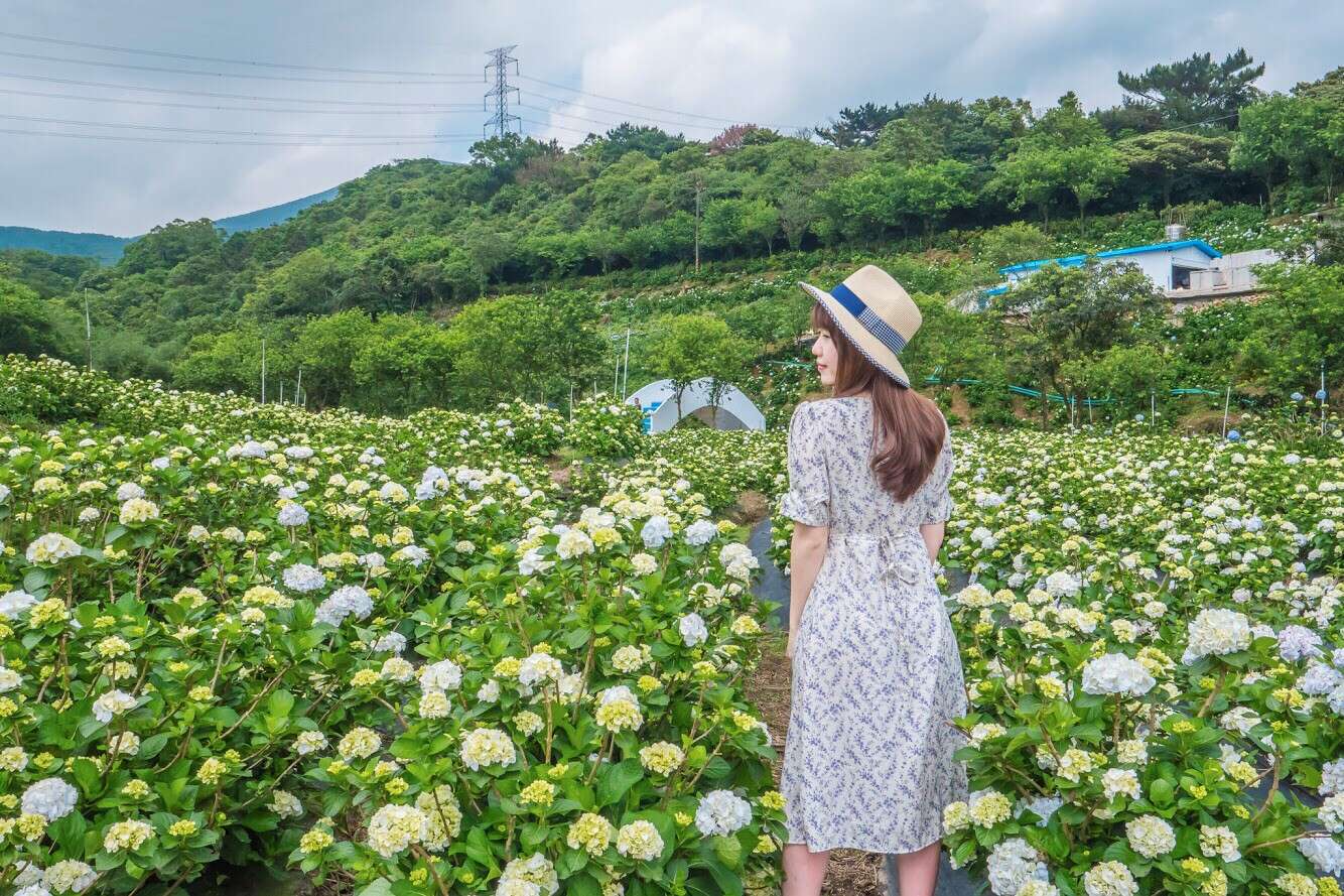 高家アジサイ畑-第三園区