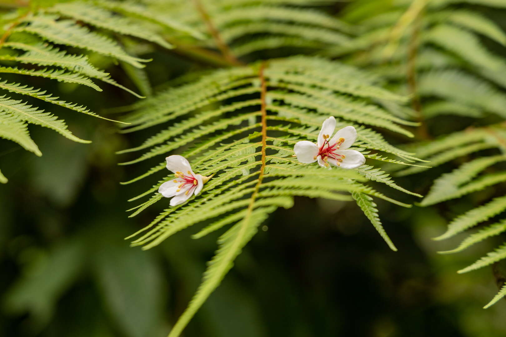 桐花公園