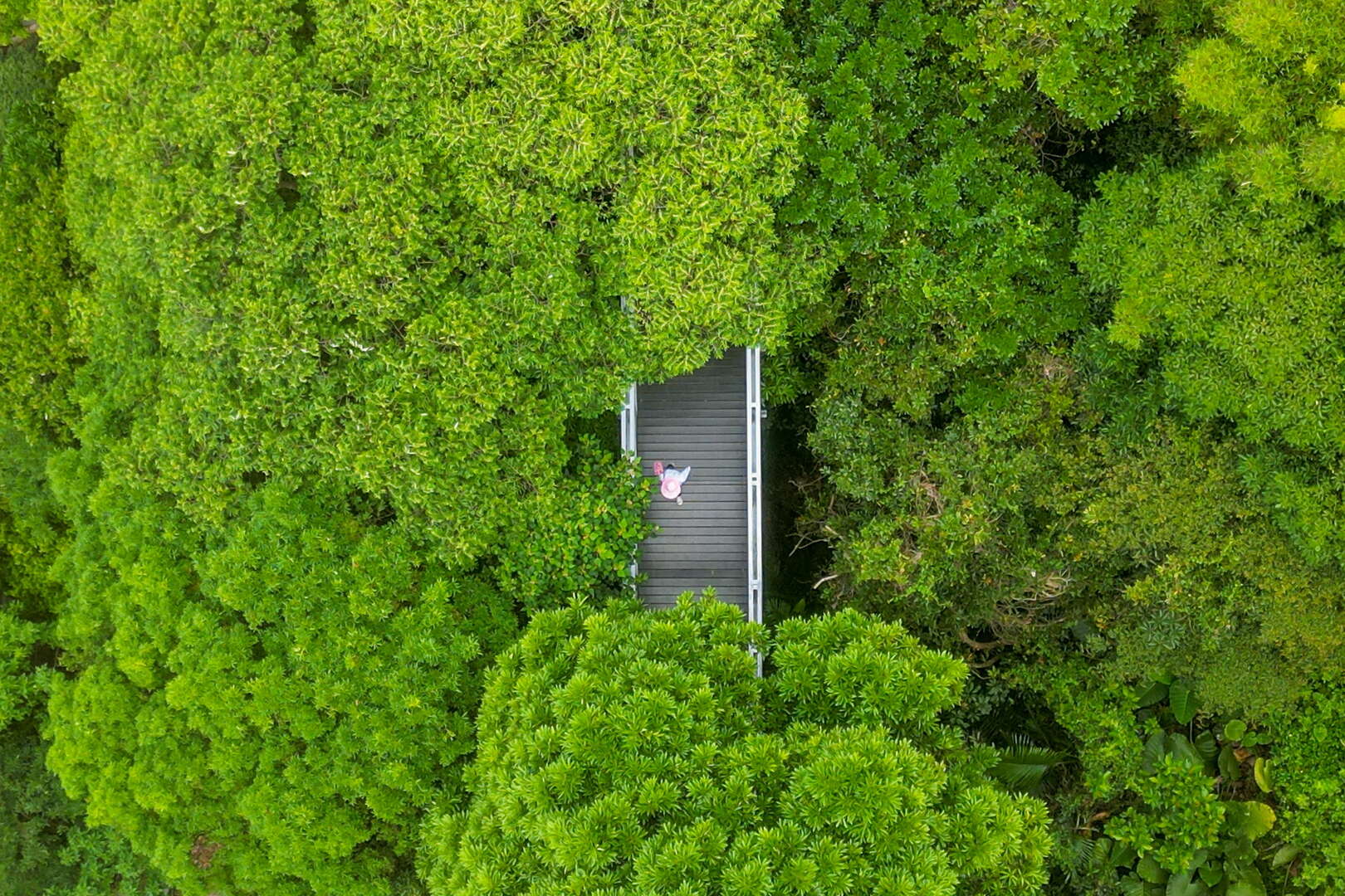 観音山林梢歩道